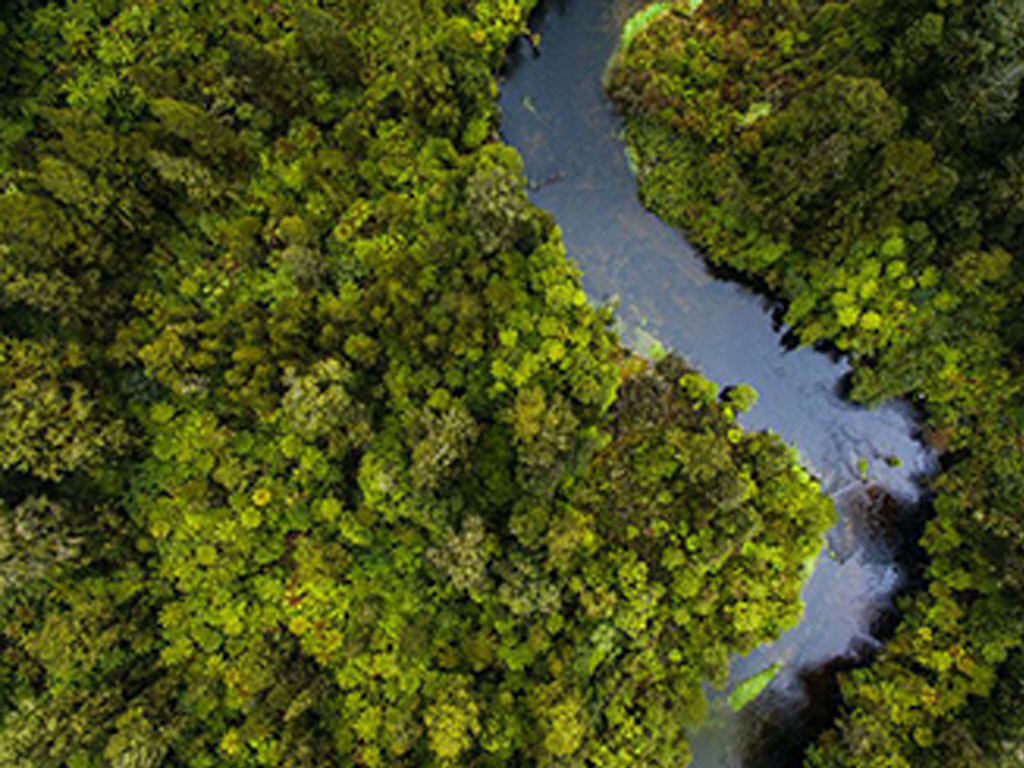 Trees and river aerial